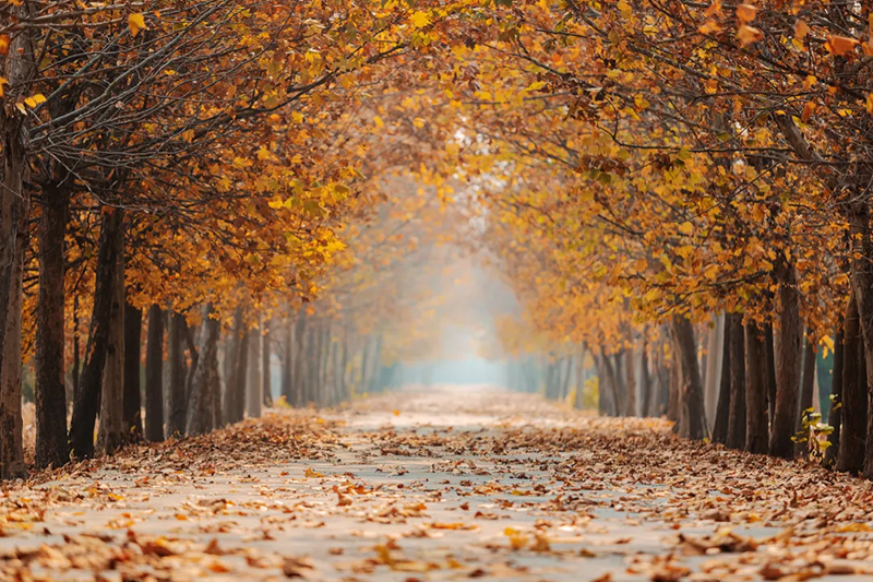 今日寒露，附藏在校園里的秋日果實
